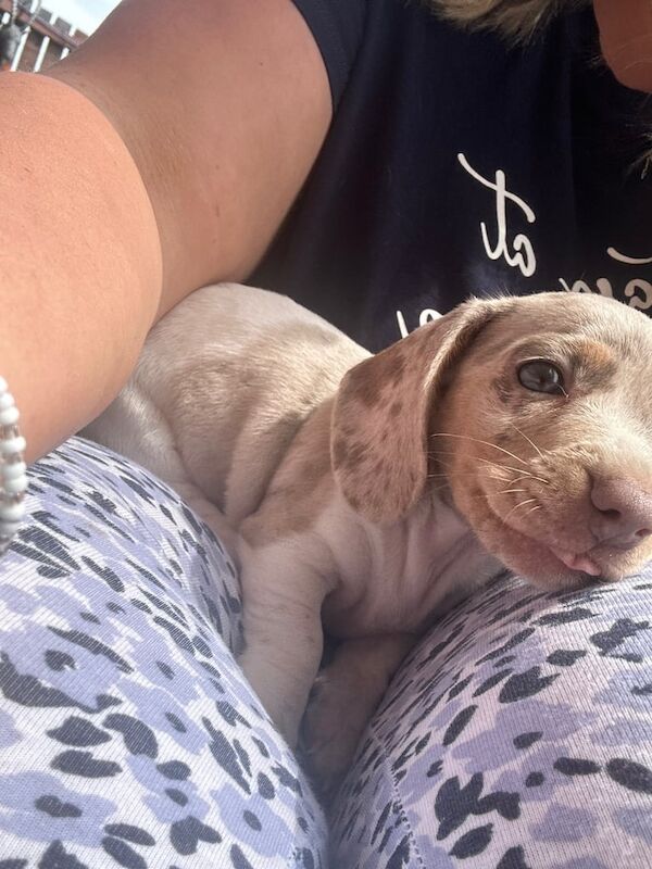 Dachshund puppies for sale in Bradford, West Yorkshire – 11 weeks old - Image 3 of 3