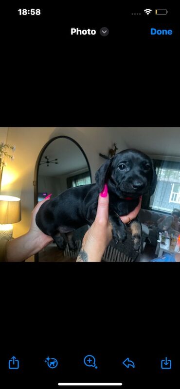 Jet black dachshund for sale in County Antrim