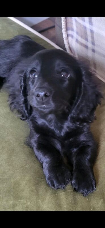 KC b/b pra clear girl for sale in Lincolnshire