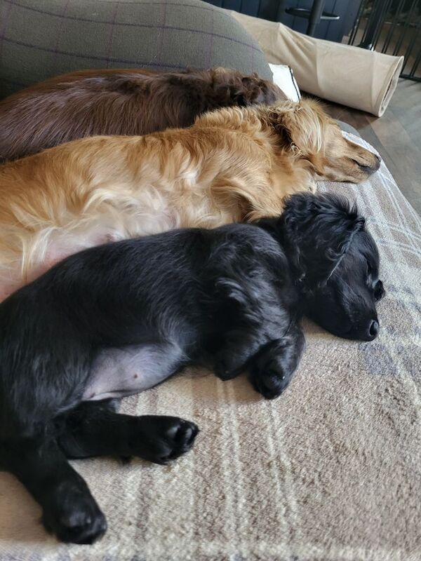 KC b/b pra clear girl for sale in Lincolnshire | Image 2