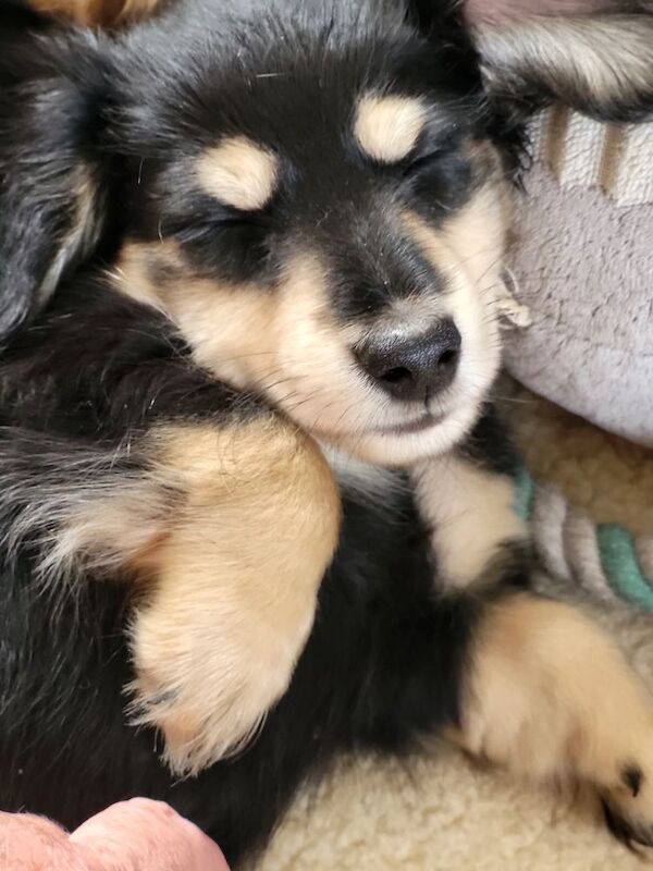 Dachshund puppies for sale in Gainsborough, Lincolnshire – KC registered, 8 weeks old