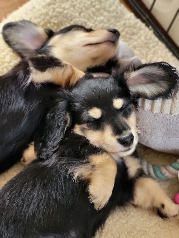 Dachshund puppies for sale in Gainsborough, Lincolnshire – KC registered, 8 weeks old - Image 2 of 11