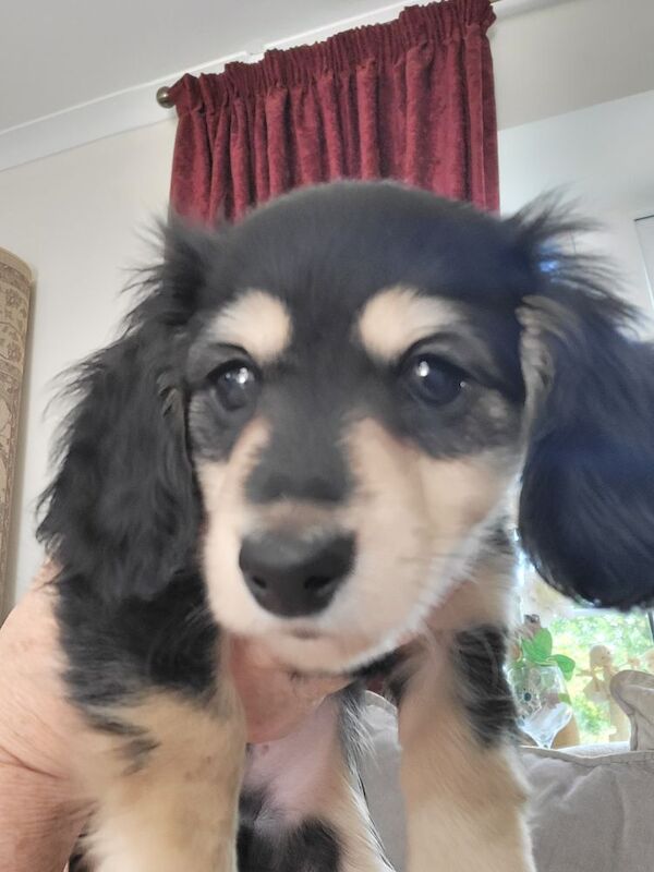 Dachshund puppies for sale in Gainsborough, Lincolnshire – KC registered, 8 weeks old - Image 3 of 11