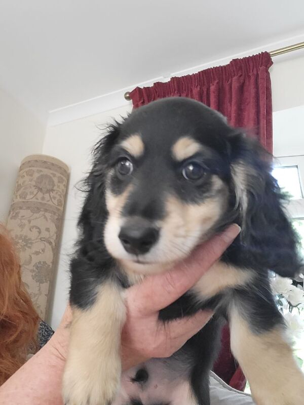 Dachshund puppies for sale in Gainsborough, Lincolnshire – KC registered, 8 weeks old - Image 4 of 11
