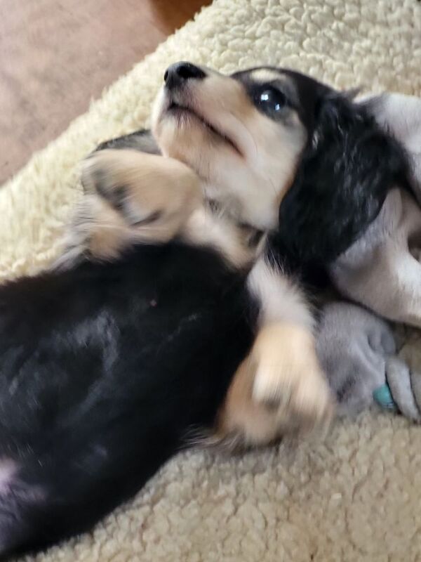 Dachshund puppies for sale in Gainsborough, Lincolnshire – KC registered, 8 weeks old - Image 5 of 11