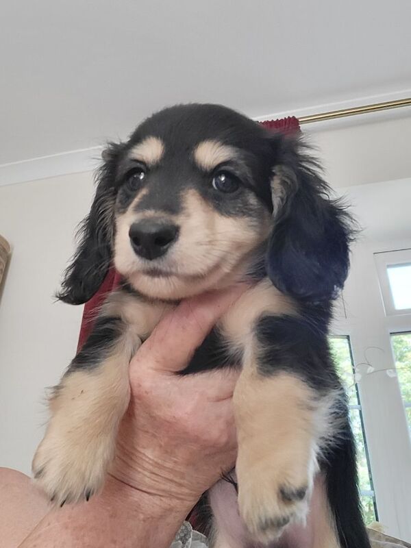 Dachshund puppies for sale in Gainsborough, Lincolnshire – KC registered, 8 weeks old - Image 6 of 11