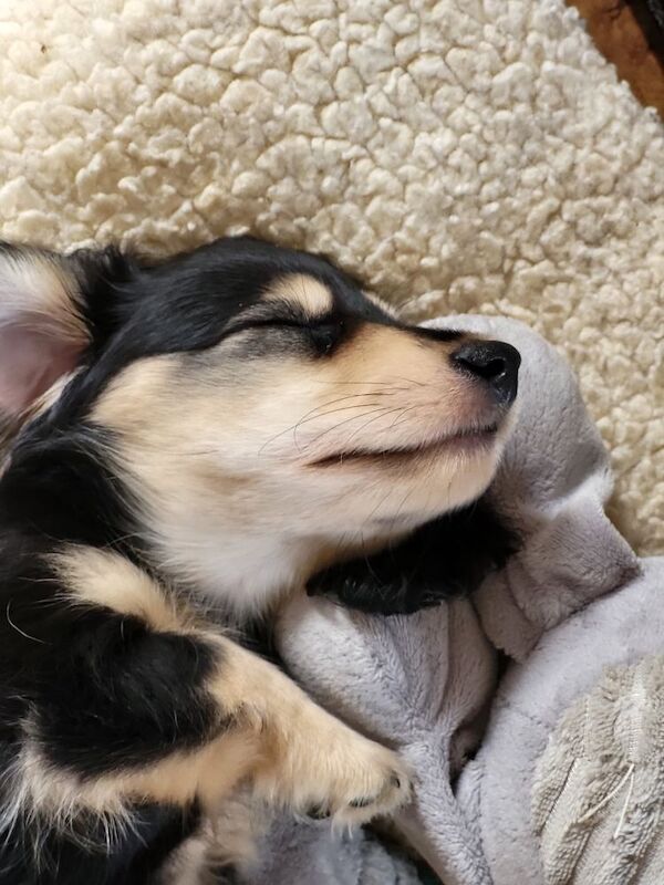 Dachshund puppies for sale in Gainsborough, Lincolnshire – KC registered, 8 weeks old - Image 7 of 11