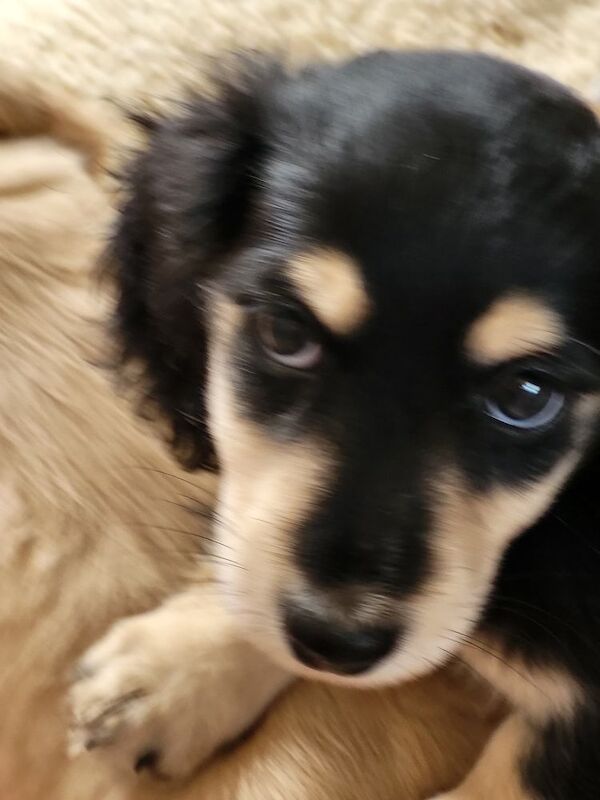 Dachshund puppies for sale in Gainsborough, Lincolnshire – KC registered, 8 weeks old - Image 9 of 11