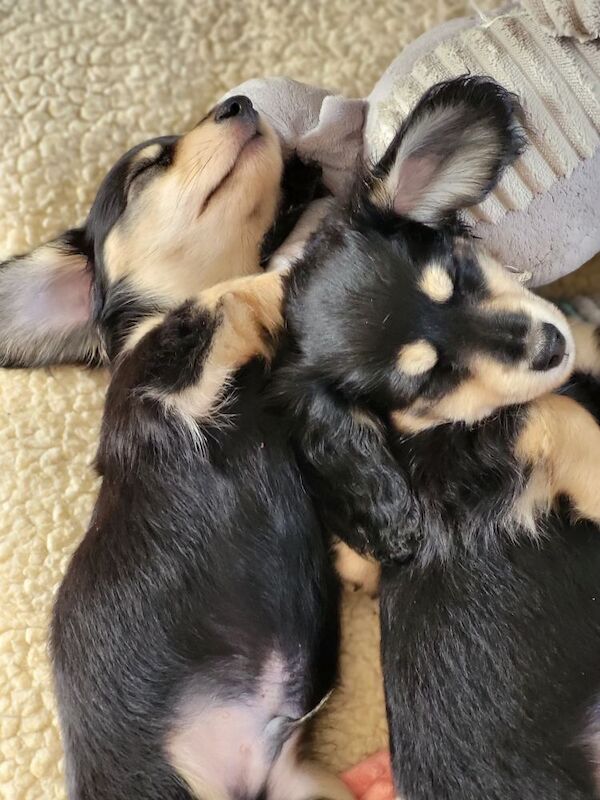 Dachshund puppies for sale in Gainsborough, Lincolnshire – KC registered, 8 weeks old - Image 10 of 11