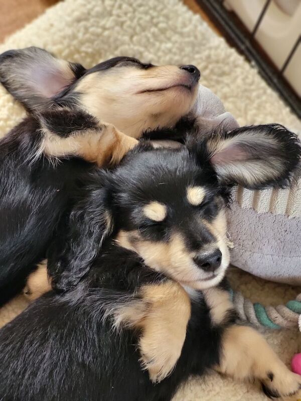 Dachshund puppies for sale in Gainsborough, Lincolnshire – KC registered, 8 weeks old - Image 11 of 11