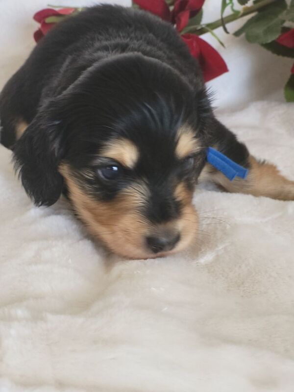 Dachshund puppies for sale in Gainsborough, Lincolnshire – KC registered, 4 weeks old