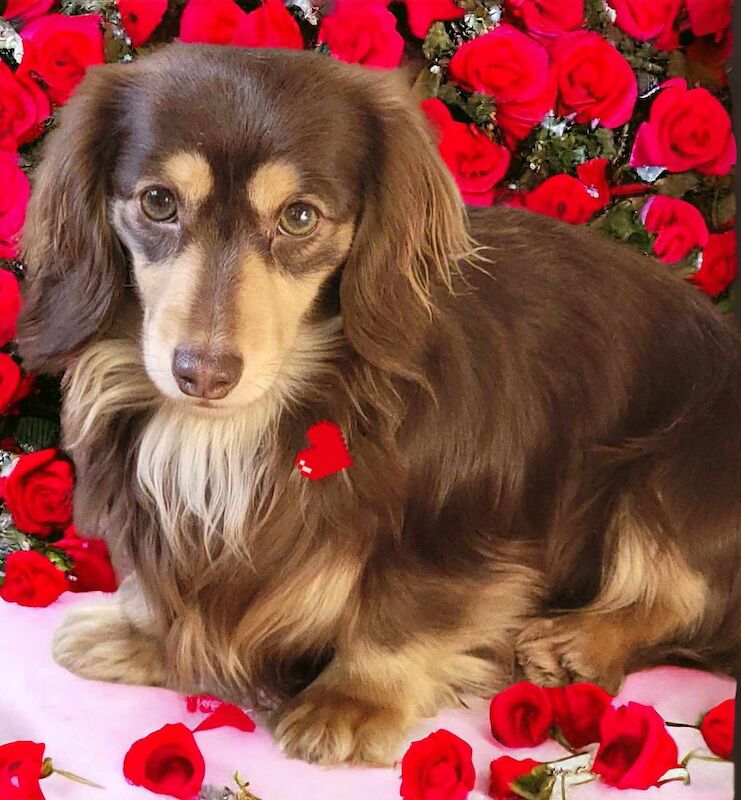 Dachshund puppies for sale in Gainsborough, Lincolnshire – KC registered, 5 weeks old - Image 2 of 10