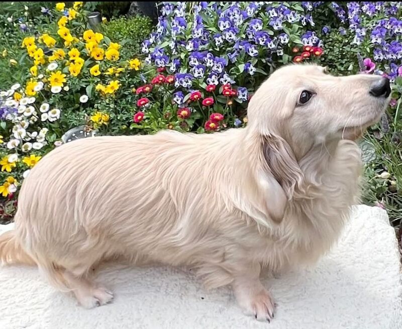 Dachshund puppies for sale in Gainsborough, Lincolnshire – KC registered, 5 weeks old - Image 3 of 10