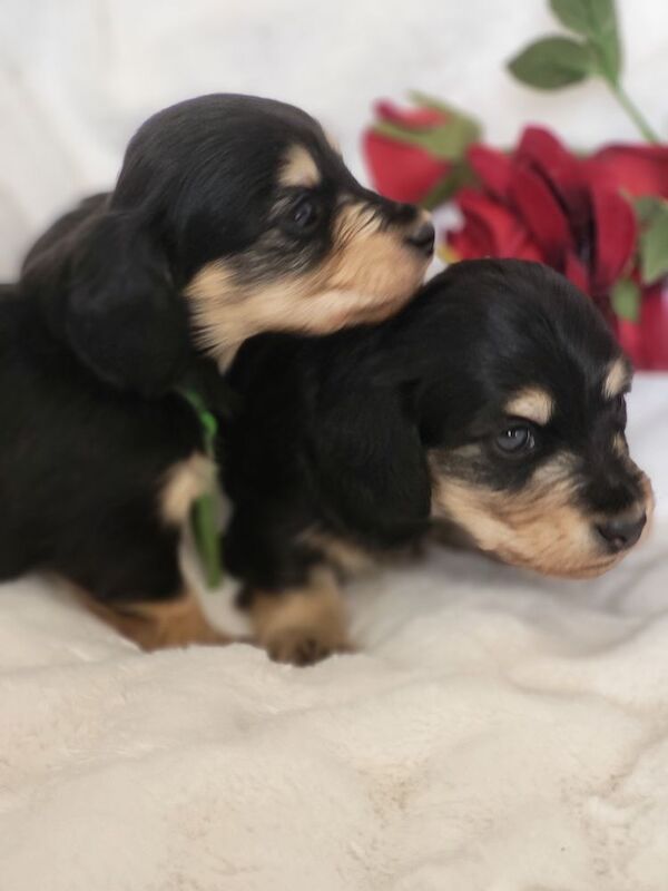 Dachshund puppies for sale in Gainsborough, Lincolnshire – KC registered, 5 weeks old - Image 5 of 10