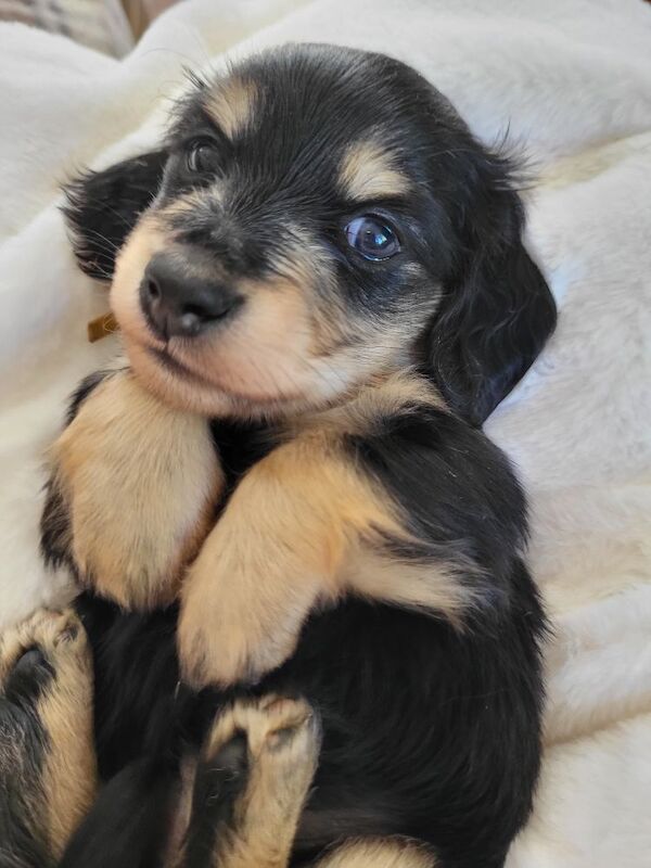 Dachshund puppies for sale in Gainsborough, Lincolnshire – KC registered, 5 weeks old - Image 6 of 10