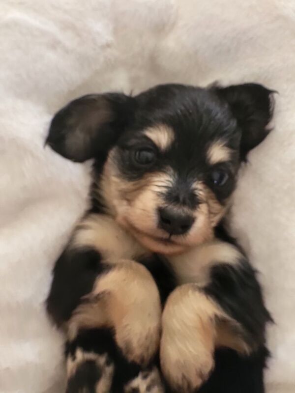 Dachshund puppies for sale in Gainsborough, Lincolnshire – KC registered, 5 weeks old - Image 7 of 10
