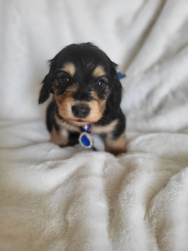 Dachshund puppies for sale in Gainsborough, Lincolnshire – KC registered, 5 weeks old - Image 8 of 10