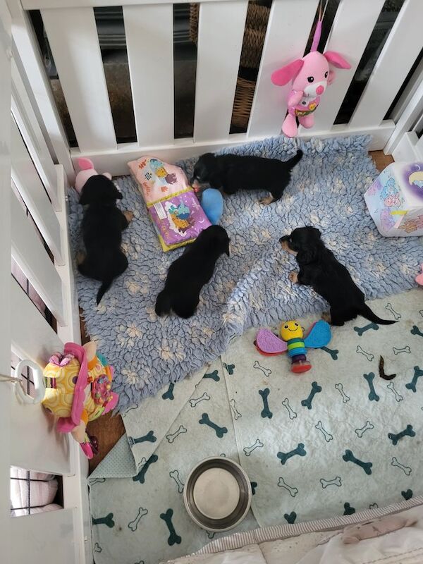 Dachshund puppies for sale in Gainsborough, Lincolnshire – KC registered, 5 weeks old - Image 9 of 10
