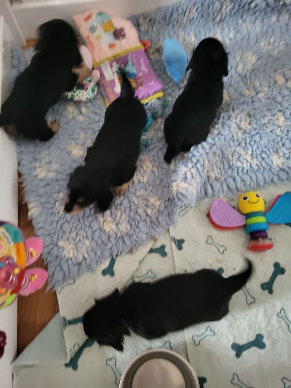 Dachshund puppies for sale in Gainsborough, Lincolnshire – KC registered, 5 weeks old - Image 10 of 10