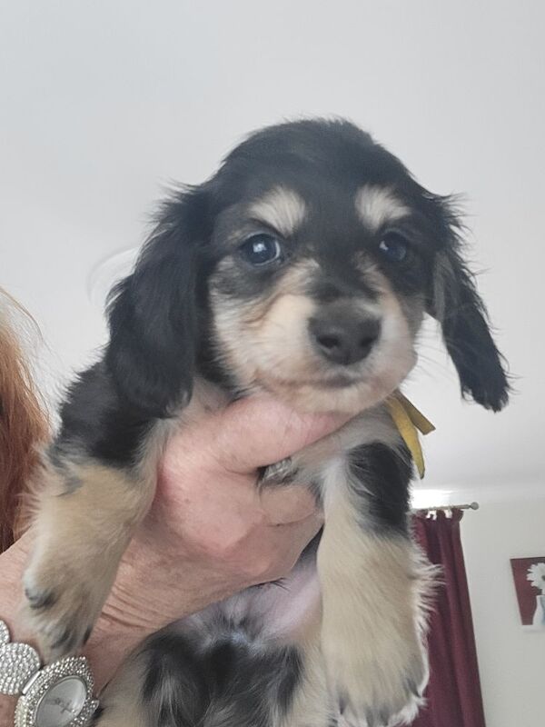 Blue Dachshund puppies for sale in Gainsborough, Lincolnshire – KC registered, 6 weeks old