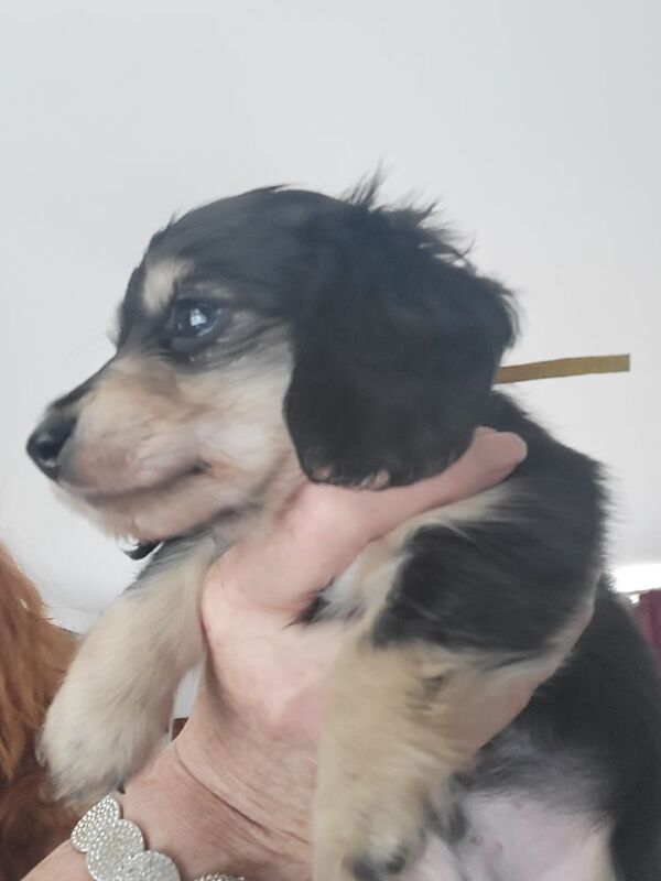 Dachshund puppies for sale in Gainsborough, Lincolnshire – KC registered, 6 weeks old - Image 2 of 14