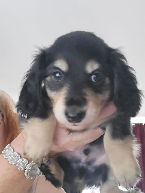 Dachshund puppies for sale in Gainsborough, Lincolnshire – KC registered, 6 weeks old - Image 3 of 14