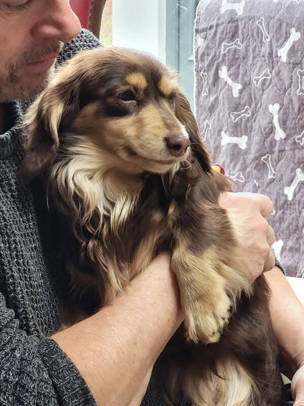 Dachshund puppies for sale in Gainsborough, Lincolnshire – KC registered, 6 weeks old - Image 4 of 14