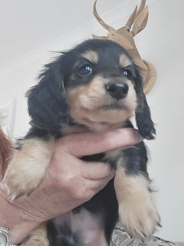 Dachshund puppies for sale in Gainsborough, Lincolnshire – KC registered, 6 weeks old - Image 9 of 14