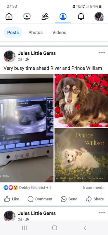 Dachshund puppies for sale in Gainsborough, Lincolnshire – KC registered, 6 weeks old - Image 11 of 14