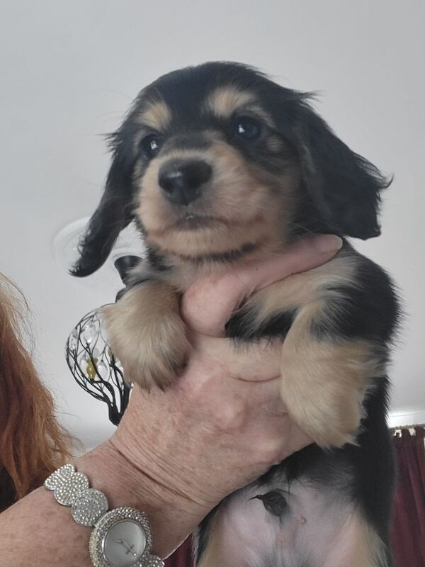 Dachshund puppies for sale in Gainsborough, Lincolnshire – KC registered, 6 weeks old - Image 12 of 14