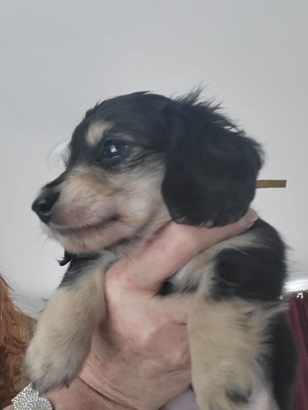 Dachshund puppies for sale in Gainsborough, Lincolnshire – KC registered, 6 weeks old - Image 13 of 14