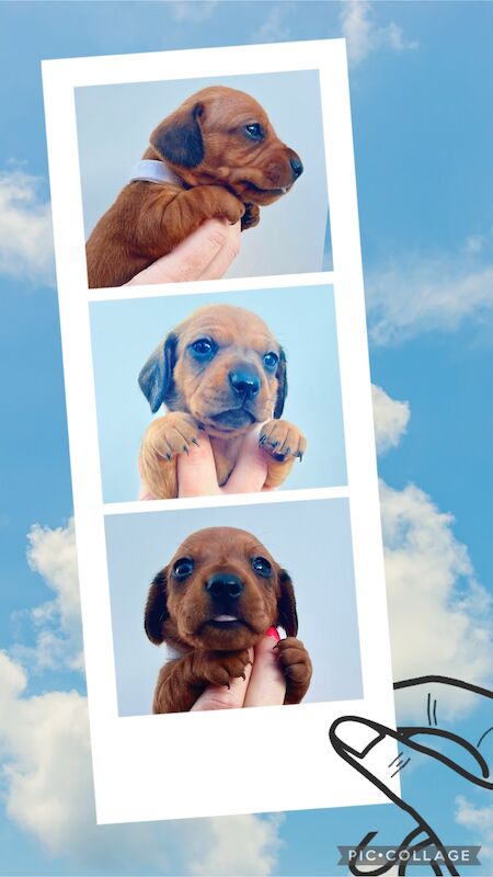 KC Clear Red Miniature Smooth Dachshunds for sale in Cloy, Wrexham