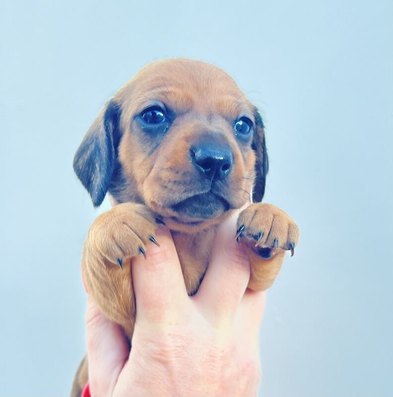 Dachshund puppies for sale in Cloy, Wrexham – KC registered, 1 year old - Image 2 of 13