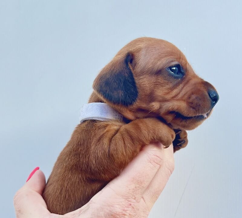 KC Clear Red Miniature Smooth Dachshunds for sale in Cloy, Wrexham | Image 3