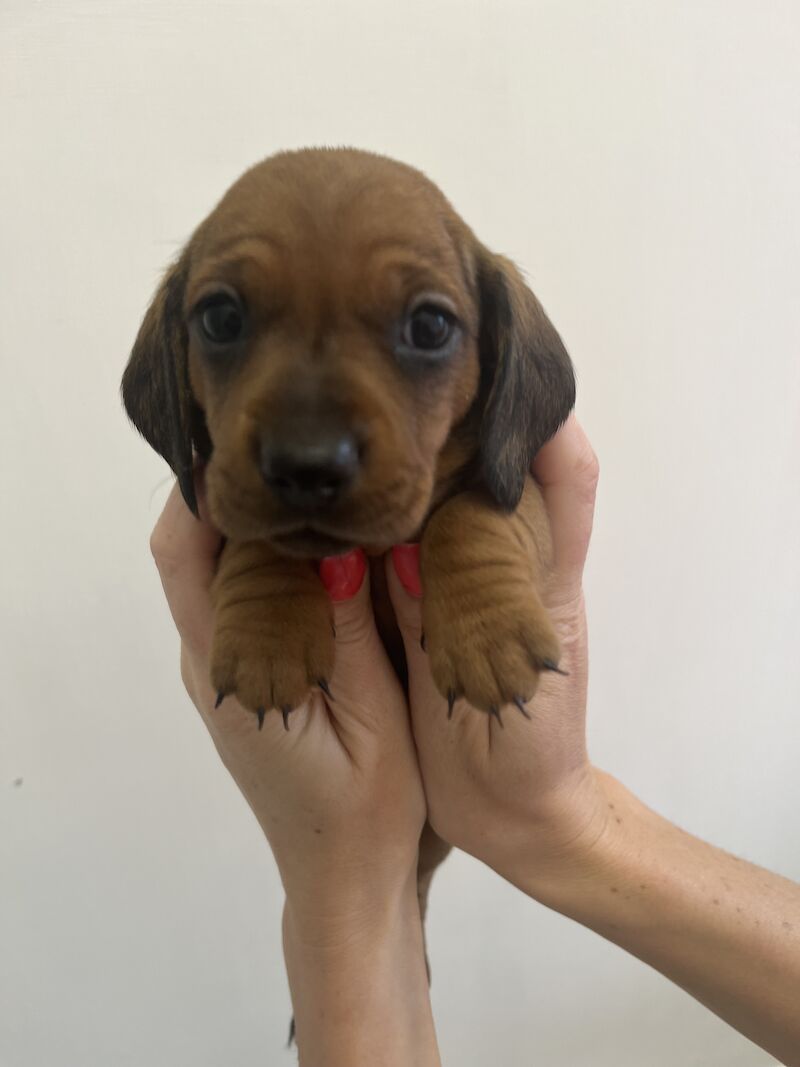KC Clear Red Miniature Smooth Dachshunds for sale in Cloy, Wrexham | Image 4