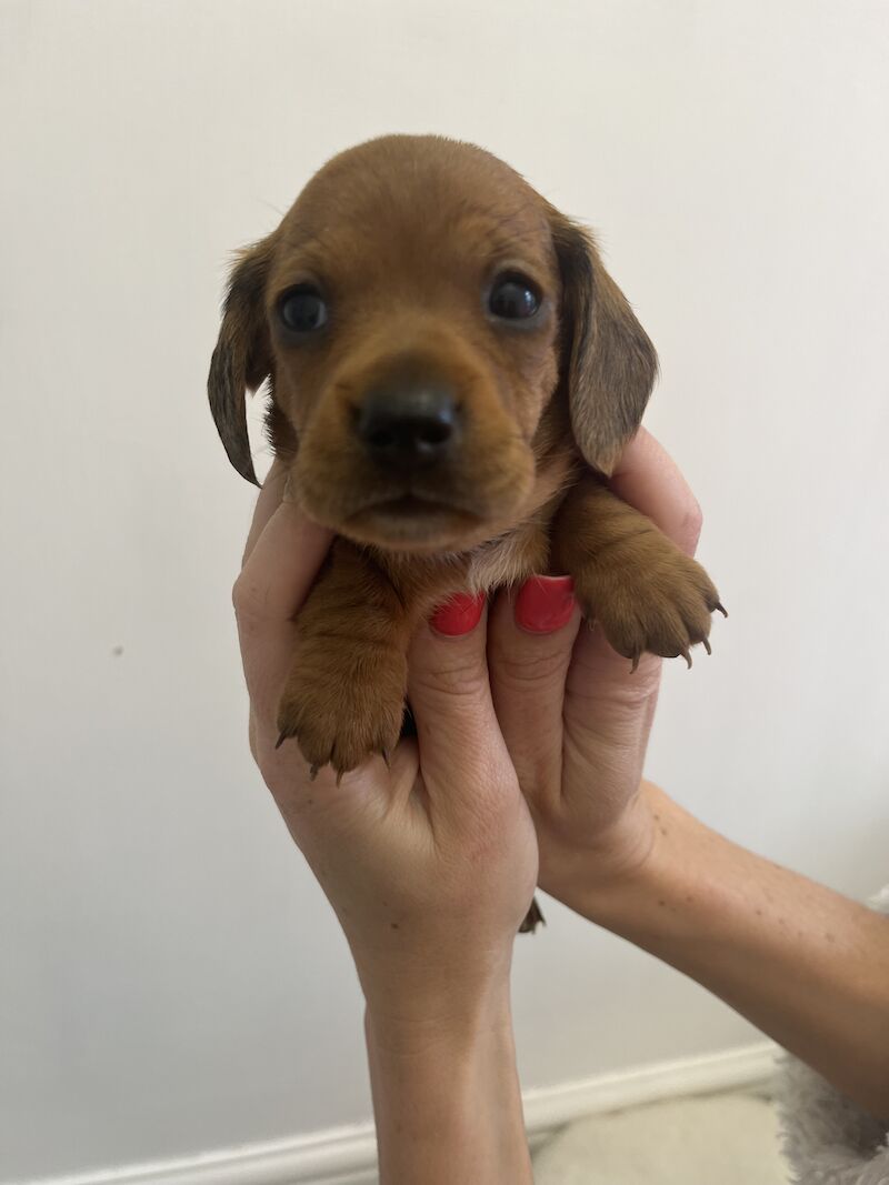 Dachshund puppies for sale in Cloy, Wrexham – KC registered, 1 year old - Image 5 of 13