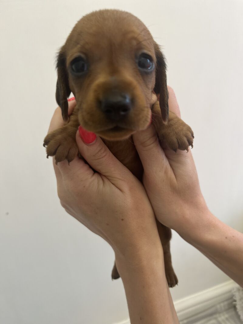 Dachshund puppies for sale in Cloy, Wrexham – KC registered, 1 year old - Image 6 of 13