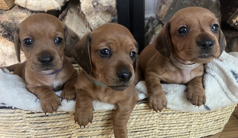 Dachshund puppies for sale in Cloy, Wrexham – KC registered, 1 year old - Image 7 of 13