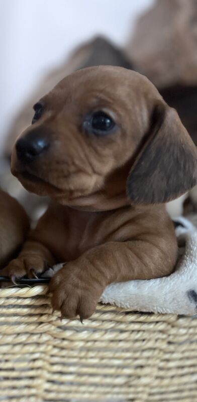 Dachshund puppies for sale in Cloy, Wrexham – KC registered, 1 year old - Image 8 of 13
