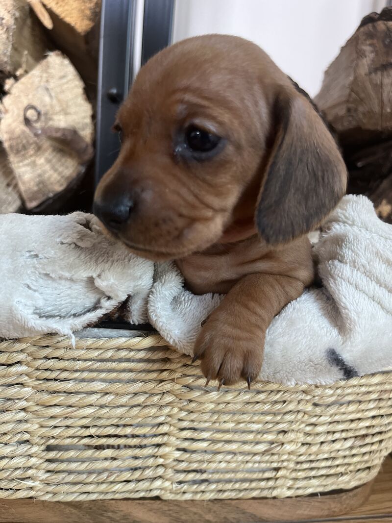 Dachshund puppies for sale in Cloy, Wrexham – KC registered, 1 year old - Image 9 of 13