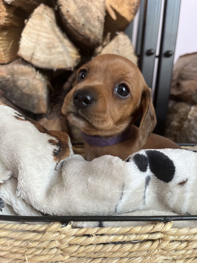 Dachshund puppies for sale in Cloy, Wrexham – KC registered, 1 year old - Image 10 of 13