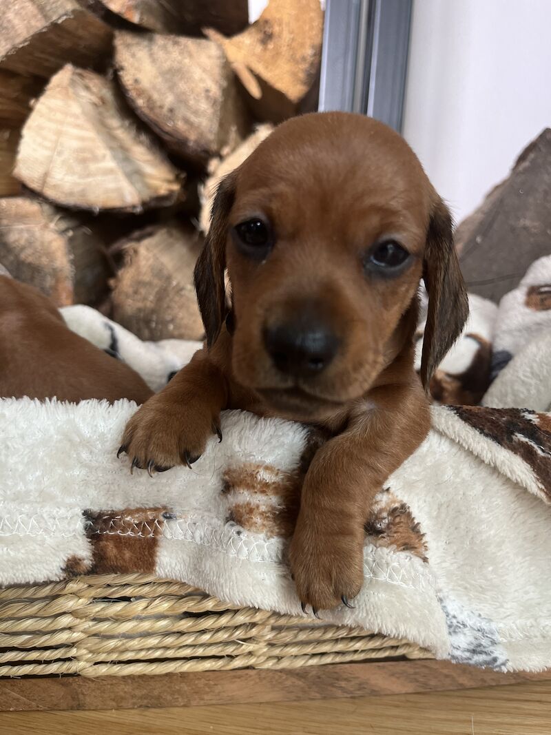 Dachshund puppies for sale in Cloy, Wrexham – KC registered, 1 year old - Image 11 of 13