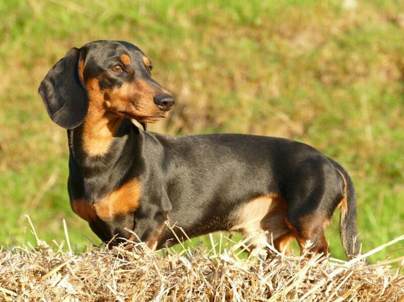 Dachshund puppies for sale in Cloy, Wrexham – KC registered, 1 year old - Image 12 of 13