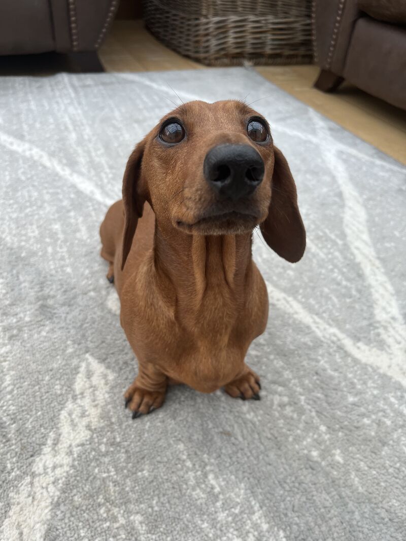 Dachshund puppies for sale in Cloy, Wrexham – KC registered, 1 year old - Image 13 of 13