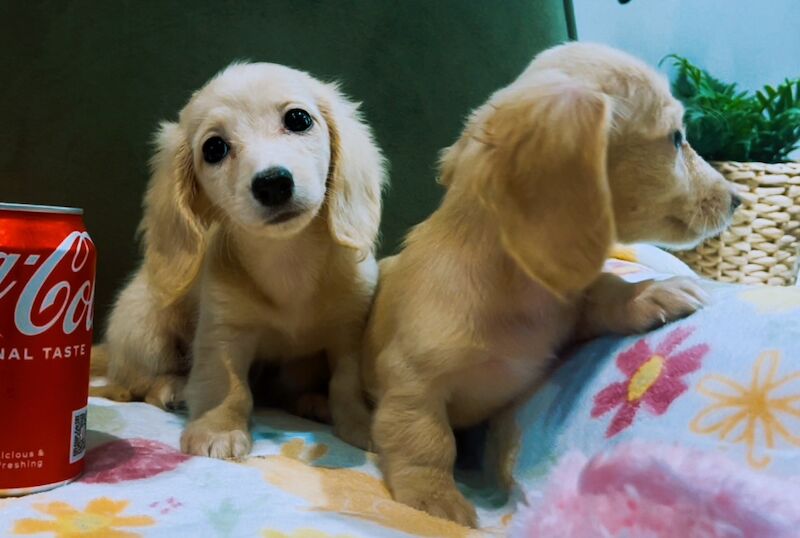 Dachshund puppies for sale in Maidstone, Kent – KC registered, 3 weeks old