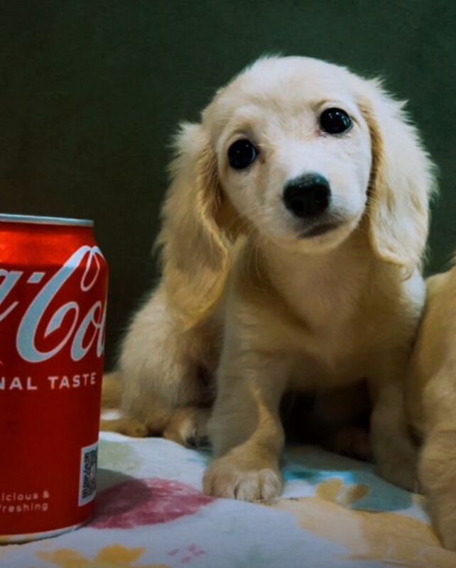 Dachshund puppies for sale in Maidstone, Kent – KC registered, 3 weeks old - Image 2 of 11