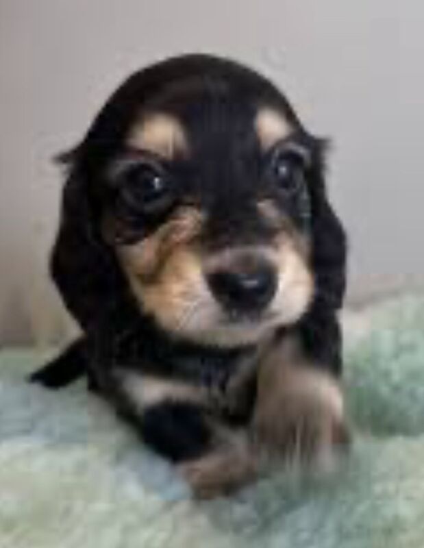 Dachshund puppies for sale in Maidstone, Kent – KC registered, 3 weeks old - Image 3 of 11