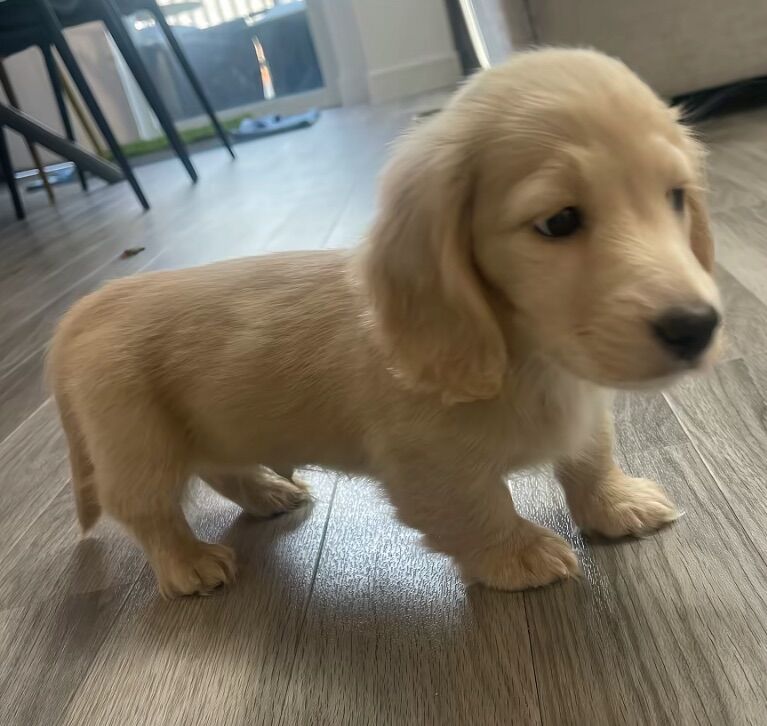 Dachshund puppies for sale in Maidstone, Kent – KC registered, 3 weeks old - Image 4 of 11