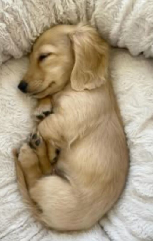 Dachshund puppies for sale in Maidstone, Kent – KC registered, 3 weeks old - Image 5 of 11