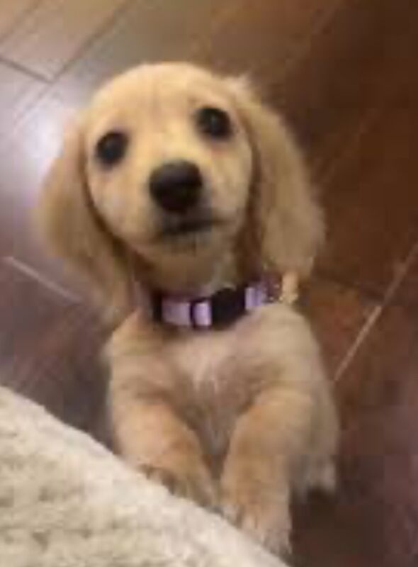 Dachshund puppies for sale in Maidstone, Kent – KC registered, 3 weeks old - Image 6 of 11